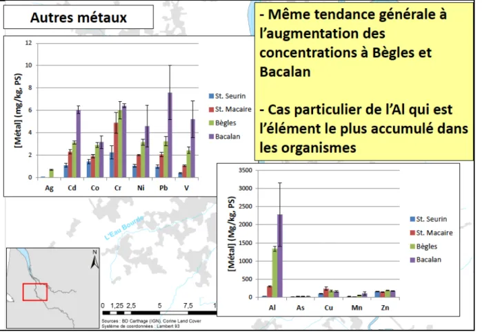 Figure 5 : Bioaccumulation des métaux dans les mollusques bivalves (Corbicula fluminea) pour trois stations en  Garonne et un témoin à St-Seurin sur Isle 