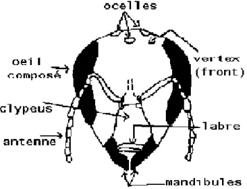 Figure 2: Anatomie de la tête d'une ouvrière 