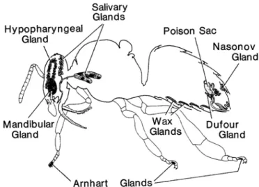 Figure 3: Anatomie de l'ouvrière avec les différentes glandes. 