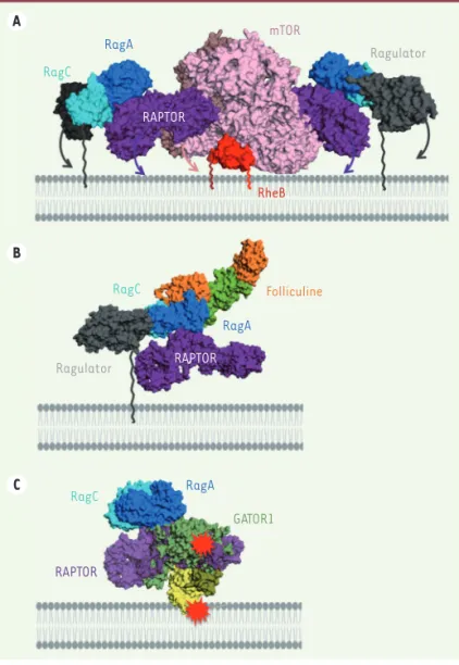 Figure 4. Architecture et régulation de mTOC1 à la membrane  du lysosome : de nouvelles perspectives ouvertes par  l’éluci-dation des structures