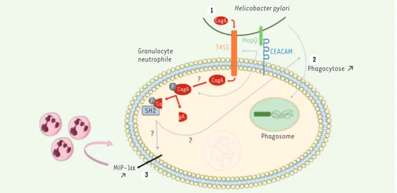 Figure 1. L’interaction HopQ-CEACAM entre H. pylori et le granulocyte neutrophile favorise la translocation de la protéine bactérienne CagA dans le  granulocyte via le système de sécrétion bactérien T4SS (1)