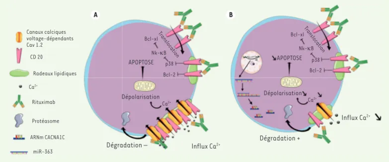 Figure 1. Mécanisme d’action du rituximab et résistance des LB tumoraux à son action. A