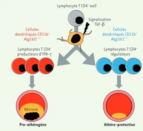 Figure 1. Représentation schématique du rôle de l’autophagie des cellules dendritiques dans la  modulation de la réponse immunitaire et le développement de l’athérosclérose
