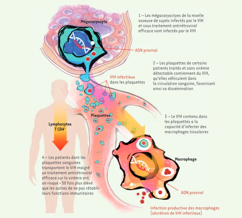 Figure 2. Implication, chez des patients infectés par le VIH, de la présence du virus dans les plaquettes sanguines, dans l’absence de rétablissement  immunologique malgré un traitement antirétroviral efficace.