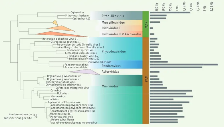 Figure 1. Phylogénie des virus Nucleocytoviricota (NCLDV) fondée sur une analyse de la concaténation de 8 gènes marqueurs, présents chez la  plupart des NCLDV, codant les deux grandes sous-unités de l’ARN polymérase, l’ADN polymérase, l’ADN primase/hélicas