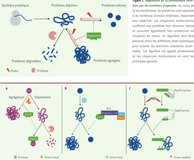 Figure 1. Régulation de la protéostasie cellu- cellu-laire par les protéines chaperons