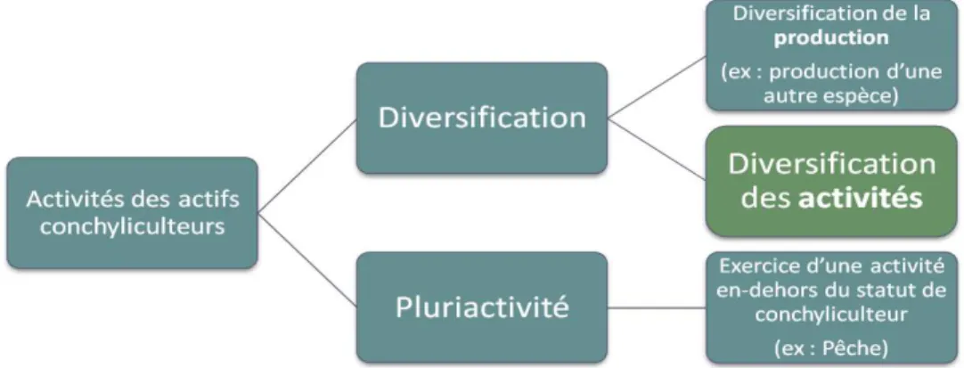 Figure 1 : Classification des activités exercées par les conchyliculteurs 