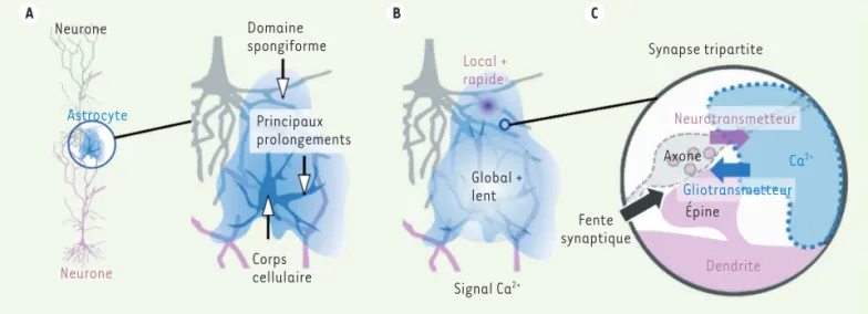 Figure 1. Organisation de la synapse tripartite, impliquant des ramifications astrocytaires fines en contact étroit avec les structures syna ptiques