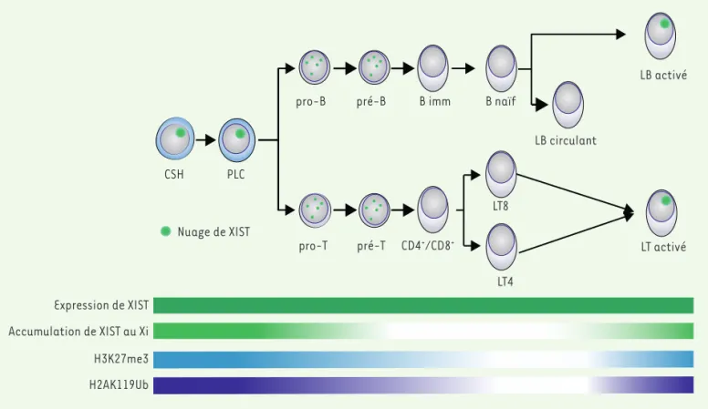 Figure 3. Dynamique de l’inactivation du chromosome X dans le lignage lymphoïde. Au cours de la différenciation des progéniteurs lymphoïdes  communs (PLC) en lymphocytes B et T, le nuage que forme XIST au Xi (en vert clair), ainsi que les marques répressiv