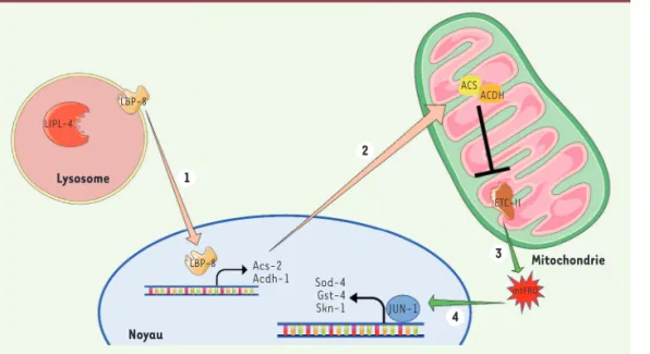 Figure 1.  La modulation de l’ex- l’ex-pression génique par la  signali-sation lysosomale LIPL-4-LBP-8  induit une adaptation au stress  oxydant et une augmentation de  la longévité chez C