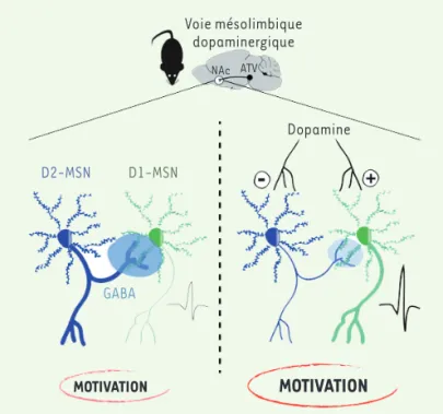 Figure 2. Représentation schématique de la transmission mésolim- mésolim-bique dopaminergique dans le noyau accumbens du cerveau chez la  souris