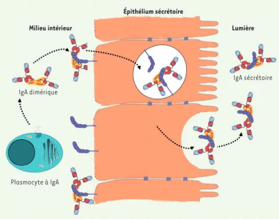 Figure 1.  Transport de l’IgA  par le pIgR vers la lumière des  muqueuses. Le récepteur des Ig  polymériques (pIgR) s’associe à  l’IgAd au pôle basal des cellules  épithéliales muqueuses, et la  transporte  via le compartiment  endosomal au pôle apical des