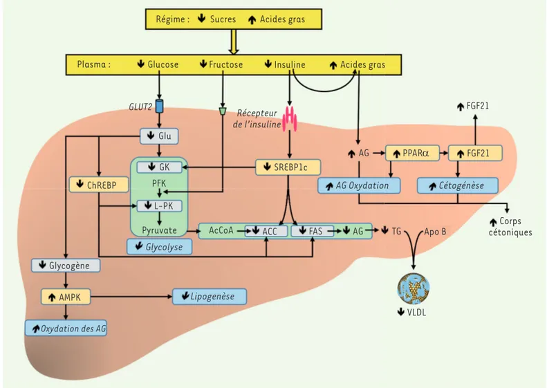 Figure 5. Schéma de l’évolution des paramètres plasmatiques principaux et de l’orientation du métabolisme hépatique, lors d’une baisse des glu- glu-cides et d’une hausse des lipides du régime