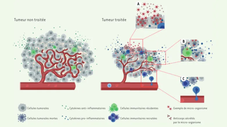 Figure 1. Mécanismes d’action des micro-organismes. Le traitement de tumeurs par des micro-organismes repose sur trois mécanismes principaux