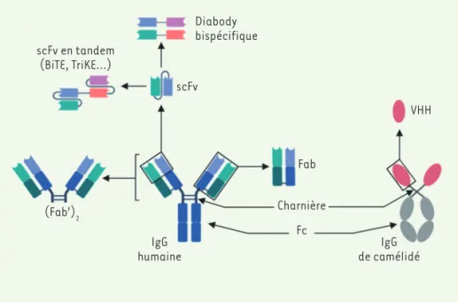Figure 2. Différents formats de fragments  d’anticorps. Le clivage de la région charnière  permet d’obtenir les fragments Fab  (frag-ment antigen binding) et F(ab)’ 2 