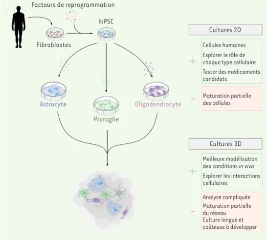 Figure 2. Les cellules pluripotentes induites humaines, un outil translationnel pour étudier les cellules  gliales in vitro et ex vivo