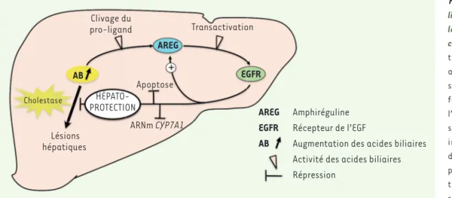 Figure 1. L’amphirégu- L’amphirégu-line protège le foie des  lésions associées à la  cholestase