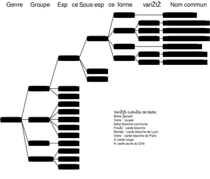 Figure 1 : Taxonomie du genre Beta  (OECD, 2001).  altissima conditiva lutea rapa albacrassa rapa rubraciclaflavescens Betterave sucri revulgarismaritimaadanensispatulamacrocarpaBetacicla