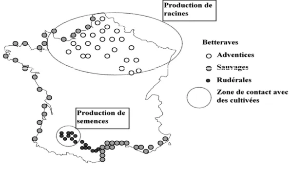 Figure 2 : Classement géographique des cultures de betteraves en France et leurs zones  de contact (d’après Sester, 2004, repris de Desplanque et al., 1999)