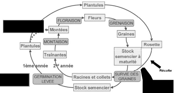 Figure  3 :  Développement  de  la  betterave  sous  ses  différentes  formes,  cultivée  ou  adventice