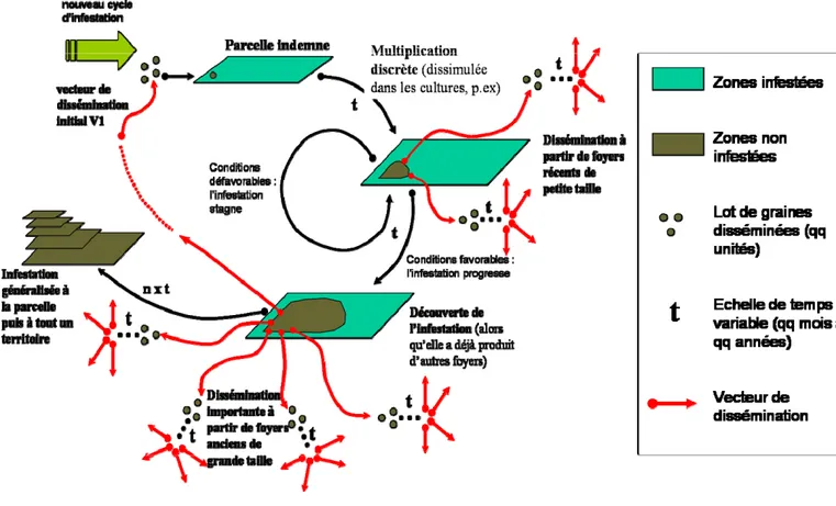 Figure N°5 : Processus modèle de dissémination - multiplication en milieu agricole 