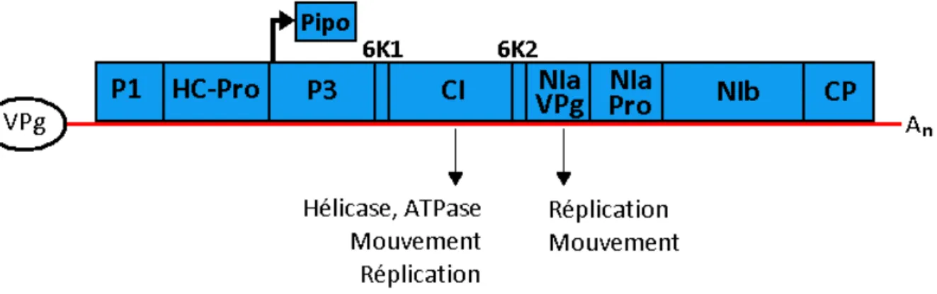 Figure 1 : Organisation du génome du PVY et fonction des protéines étudiées. 