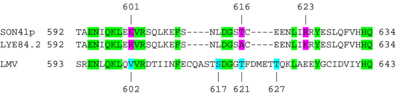 Figure  9  : Alignement d’acides aminés de l’extrémité C-terminale de la protéine CI de trois potyvirus :  SON41p et LYE84.2, deux isolats de PVY et un isolat virulent de LMV