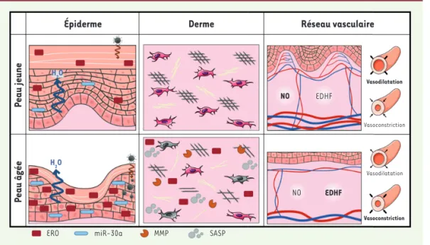 Figure 1.  Représentations gra- gra-phiques des principales  modifi-cations de l’épiderme, du derme  et du réseau vasculaire liées au  vieillissement chronologique