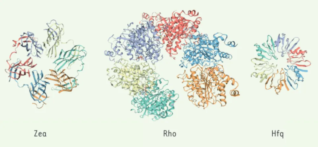Figure 1. Représentation de la structure tridimensionnelle de la protéine bactérienne hexamérique  sécrétée Zea et de deux autres protéines bactériennes hexamériques non sécrétées se liant à l’ARN,  Rho et Hfq