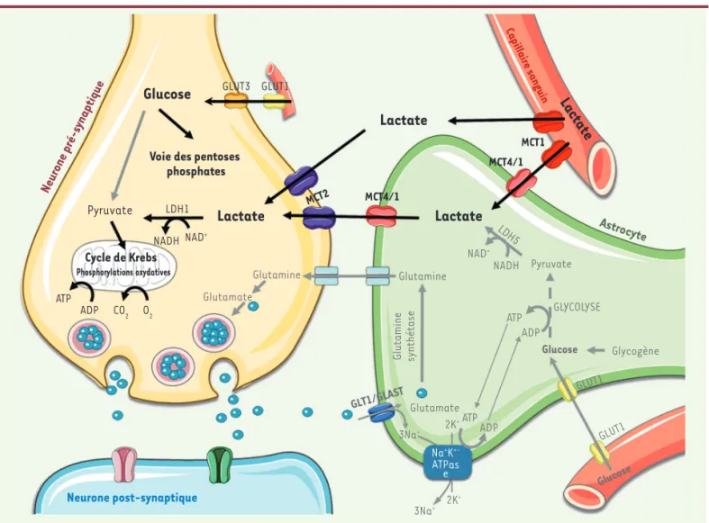 Figure 1. Mécanisme proposé de l’effet neuroprotecteur du lactate administré au nouveau-né fondé sur les échanges métaboliques entre astrocytes  et neurones