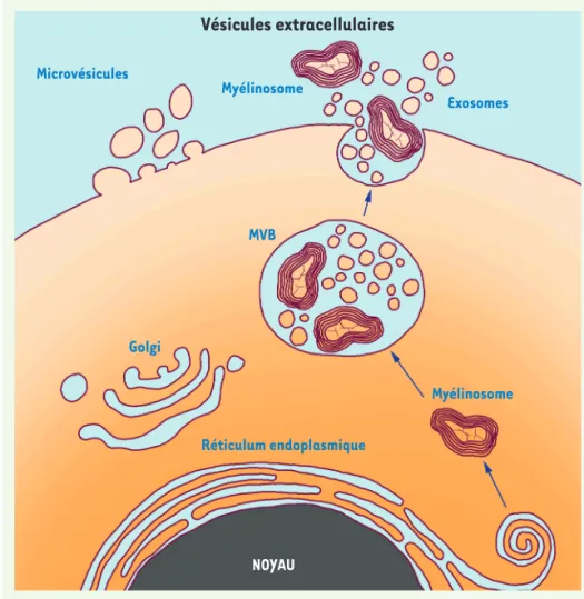 Figure 3.  Production des différents types de  vésicules extracellulaires par la cellule