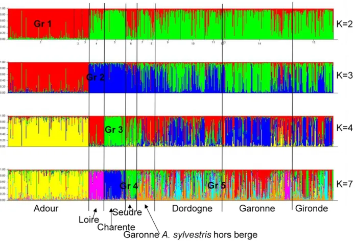 Figure  2.  Structure  des  populations  de  l’ensemble  des  angéliques  :  Analyse  bayésienne  des  données  microsatellites  nucléaires  pour  l’ensemble  des  pieds  d’angéliques  échantillonnés  sur  les  différents  bassins  versants du Sud-Ouest de