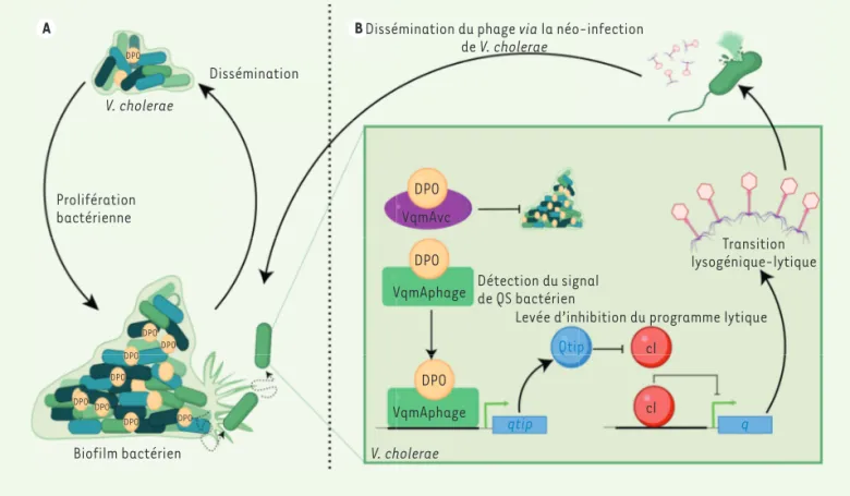 Figure 1. Le quorum sensing (QS) du genre Vibrio contrôle le cycle lysogénique- lytique du phage VP882