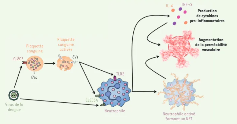 Figure 1. Modulation de la communication intercellulaire et réponse immunopathologique lors d’une infection par le virus de la dengue