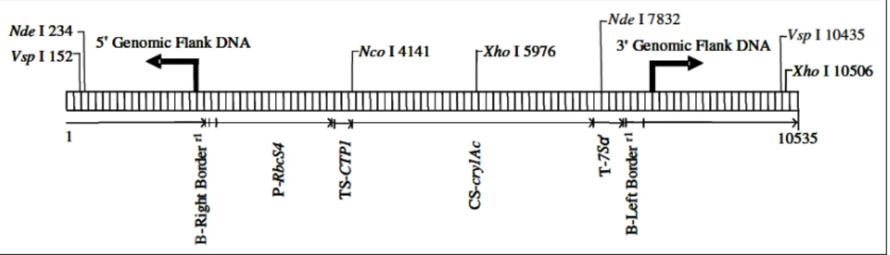 Figure 1. Représentation schématique de l’insert et des régions flanquantes du MON 87701