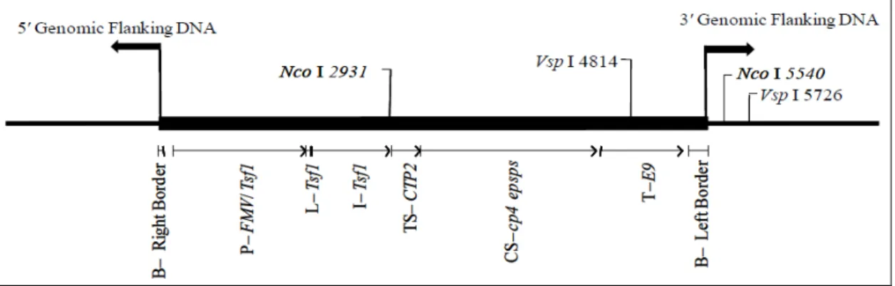 Figure 2. Représentation schématique de l’insert et des régions flanquantes du MON 87701