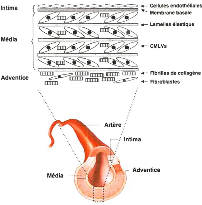 Figure 5. Représentation schématique de la composition de la paroi vasculaire.