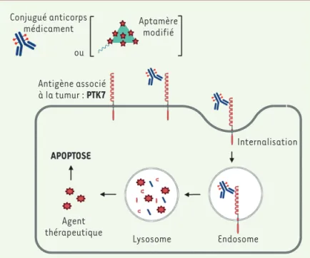 Figure 2.  Stratégies thérapeutiques en développement  ciblant PTK7. Ces stratégies reposent sur un principe  consistant à cibler les tumeurs surexprimant PTK7, par  ailleurs peu exprimé dans les tissus sains