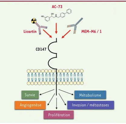 Figure 1. Rôle de CD147 dans le processus tumoral et stratégies de son inhi- inhi-bition