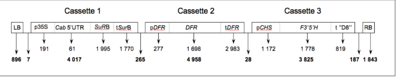 Figure 1. Carte de l’ADN-T du plasmide pCGP1991 destiné au transfert dans le génome de l’œillet pour l’obtention  de  la  lignée  transgénique  1363-A