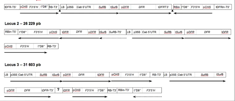 Figure 2. Principales caractéristiques des inserts intégrés aux trois loci d’insertion de la lignée 1363-A