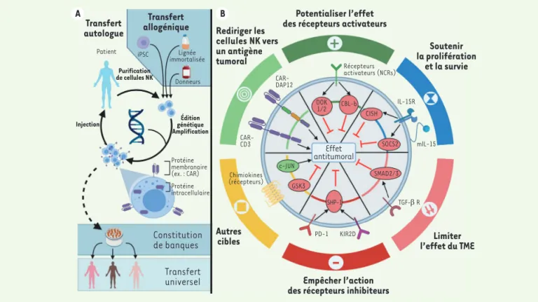 Figure 2. Optimiser génétiquement le pouvoir antitumoral des cellules NK. A. Principe des thérapies NK