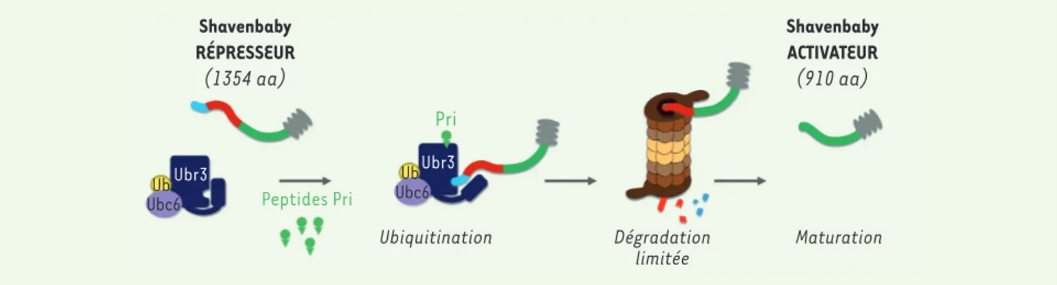 Figure 2. Processus de maturation post-traductionnelle de Shavenbaby. La liaison des micro-peptides Pri à l’ubiquitine ligase Ubr3 permet la fixa- fixa-tion du complexe Ubc6/Ubr3 (enzyme de conjugaison E2 et ubiquitine ligase E3) sur la région N-terminale 
