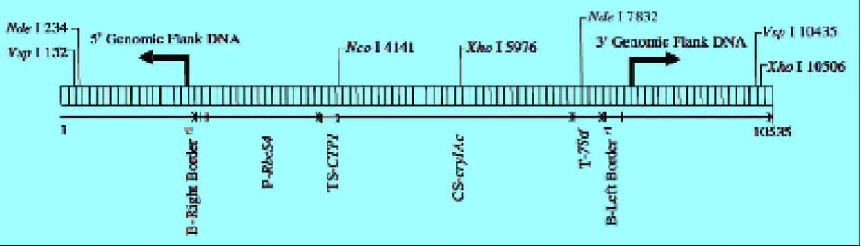 Figure 1. Représentation schématique de l’insert et des régions flanquantes du MON 87701