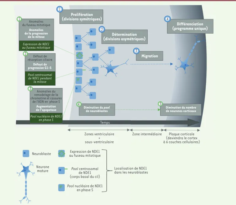 Figure 2. La formation des neurones des six couches du cortex cérébral associe étapes de prolifération (divisions symétriques des neuroblastes),  détermination (divisions asymétriques), migration et différenciation (numérotées en bleu sur le schéma)