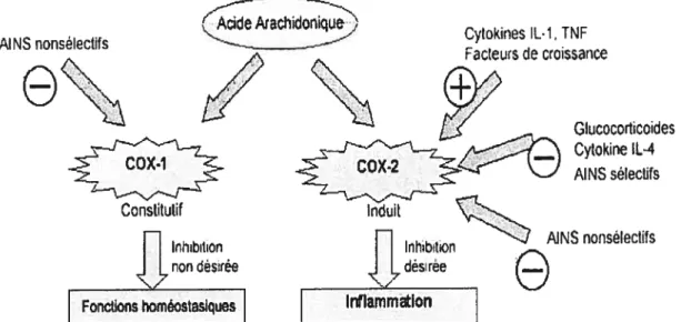 Figure 2. Médicaments agissant sur la COX-1 et la COX-2. Les AINS non sélectifs inhibent la COX-1 et la COX-2, alors que les AINS sélectifs de la COX-2 inhibent seulement celle-ci