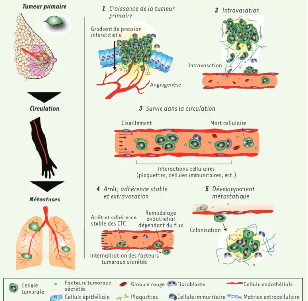 Figure 1.  Schéma  récapitulatif  décri-vant le rôle central des  liquides corporels dans  la dissémination des  cellules tumorales.