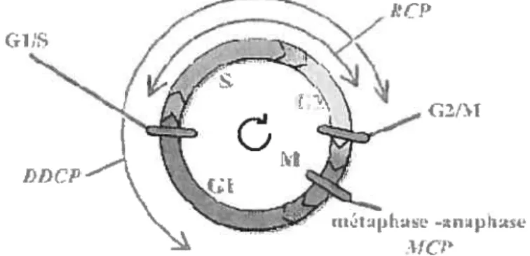 Figure 3 Points de restriction et mécanismes de surveillance du cycle cellulaire (Lehart et Mariani, 2004 —
