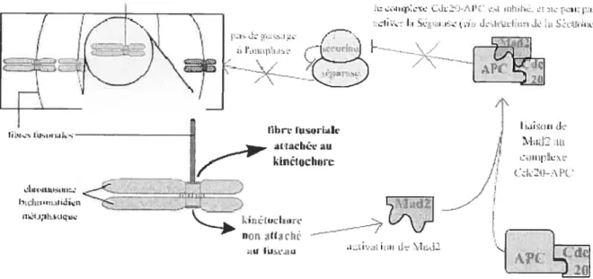 Figure 6 : Régulation du point de surveillance métaphase-anaphase (Lebart et Mariani, 2004 — www.snv.jussieu.û/hmédia/cyclccctlBM).