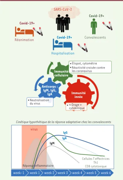 Figure 1. Réponse adaptative contre le SARS-CoV-2.